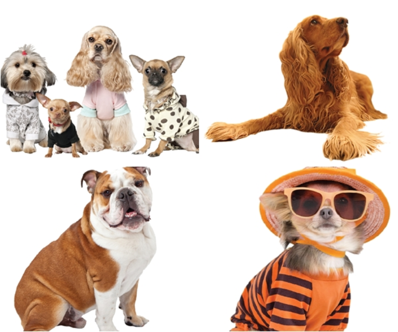 "ซีคอน บางแค" เชิญชมการประกวดสุนัขนานาพัน...