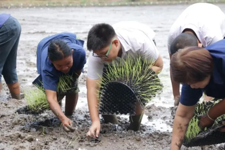 ธรรมศาสตร์ เปิดตัว “นวัตกรรมการดำนาน้ำน้อย” การันตีลดการใช้น้ำปริมาณ 3 เท่า รับมือน้ำแล้งปี 59