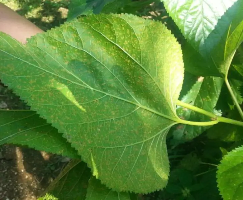 กรมหม่อนไหมคิดค้นหม่อนพันธุ์ SRCM 9105 – ...