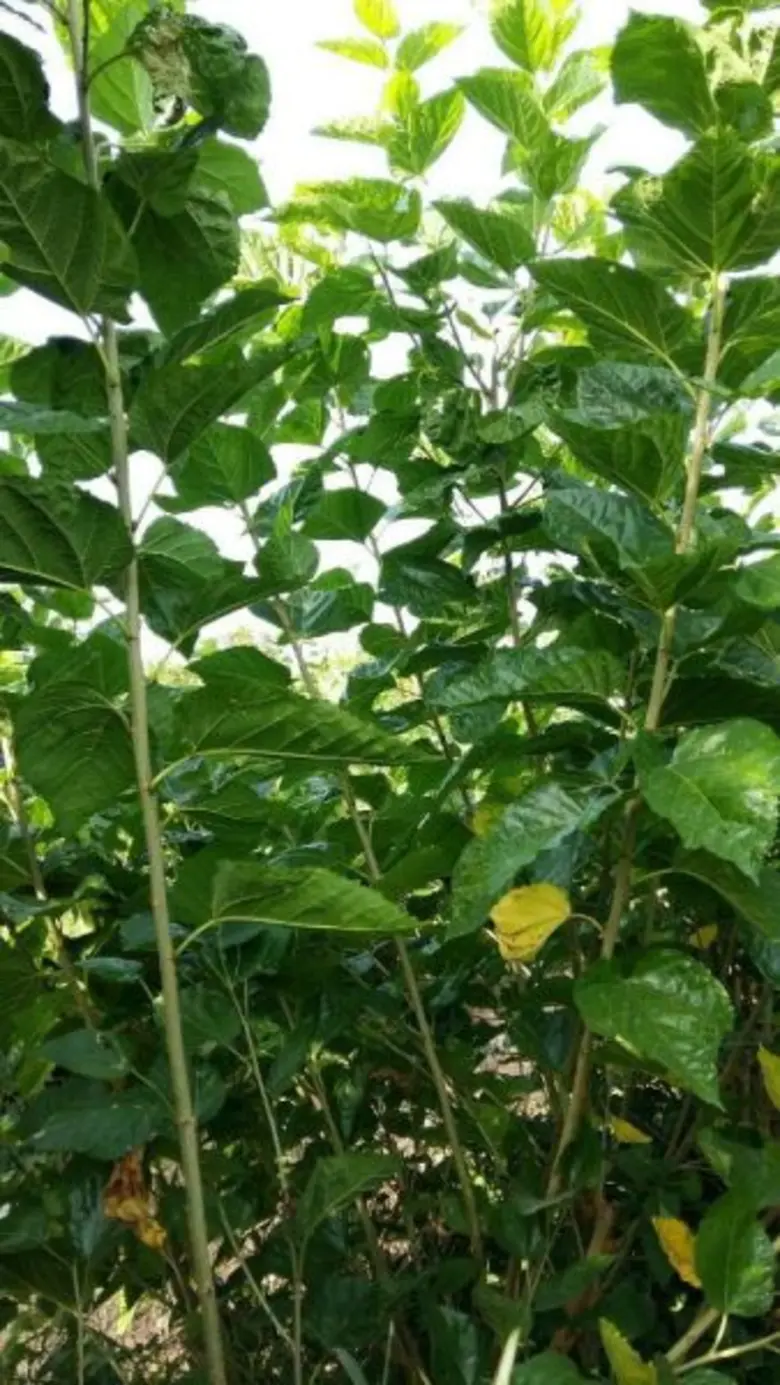 กรมหม่อนไหมคิดค้นพันธุ์หม่อนต้านโรคราสนิม