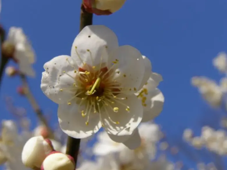 “เทศกาลชมดอกบ๊วย มิโตะ” ฉลองครบรอบ 120 ปีของงานเทศกาลดอกบ๊วยที่ได้รับความนิยมสูงสุดในประเทศญี่ปุ่น การมาถึงของฤดูใบไม้ผลิ ณ สวนไคราคุเอ็น–โคโดกัน (Kairakuen-Kodokan)