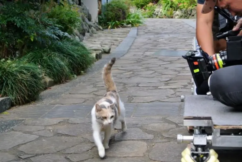 Movie Guide: 'อิสเซย์ โองาตะ' และ 'โชตะ โซเมะตานิ' จาก ปรสิตฯ นำทีมร่วมออกตามหา เจ้าเหมียว ขี้น้อยใจ ในภาพยนตร์สุดน่ารัก Finding Calico กลับบ้านเถอะนะ ... เจ้าเหมียว