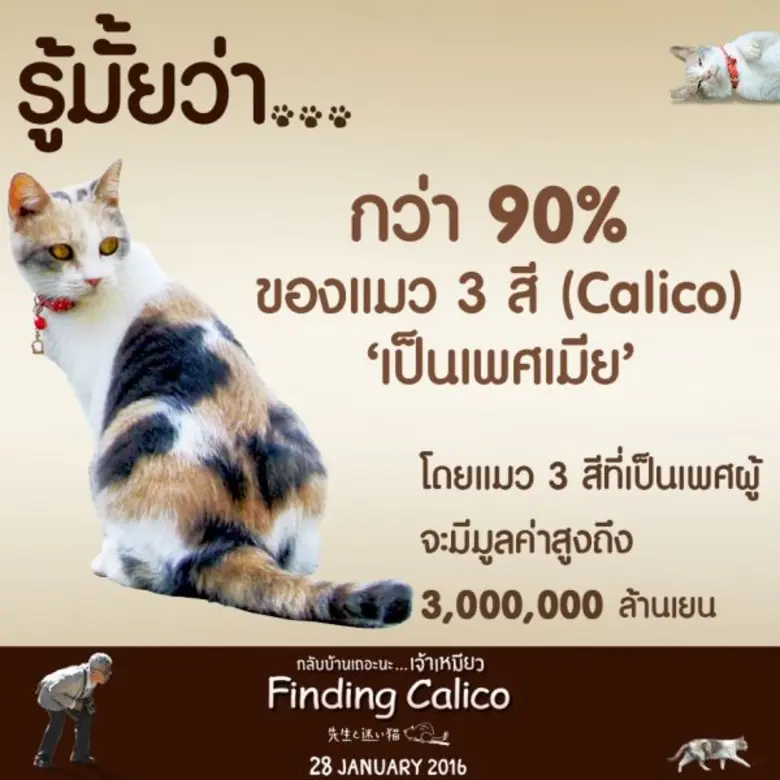 Movie Guide: อิสเซย์ โองาตะ และ โชตะ โซเมะตานิ จาก ปรสิต เพื่อนรักเขมือบโลกนำทีมร่วมออกตามหา เจ้าเหมียว ขี้น้อยใจ ที่ชอบหนีออกจากบ้านในภาพยนตร์สุดน่ารัก Finding Calico ..กลับบ้านเถอะนะ .... เจ้าเหมียว