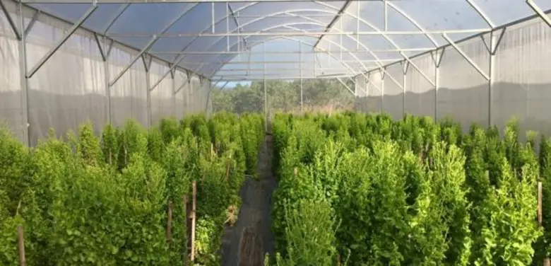 Naf@MJU’59 “MJU Organic Land  and Agro Tourism” งานวันเกษตรแห่งชาติ 2559 ณ มหาวิทยาลัยแม่โจ้