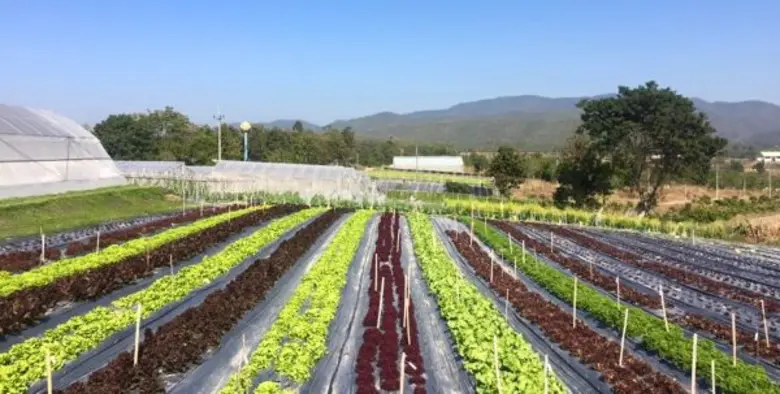 Naf@MJU’59 “MJU Organic Land  and Agro Tourism” งานวันเกษตรแห่งชาติ 2559 ณ มหาวิทยาลัยแม่โจ้