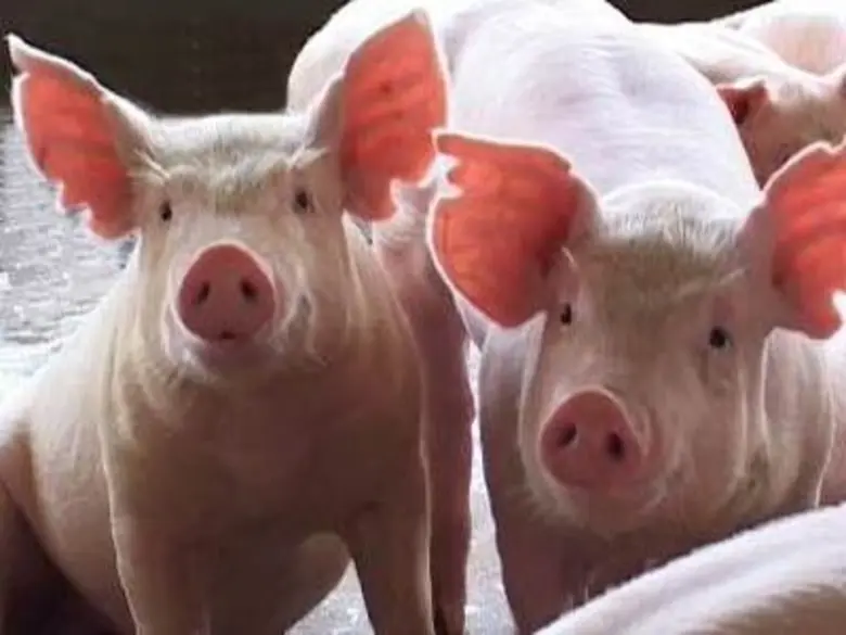 น.สพ.ปราโมทย์ ตาฬวัฒน์ นายกสมาคมสัตวแพทย์...