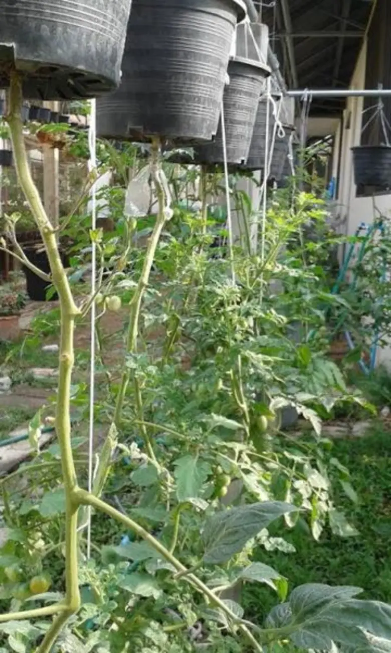 Vol.4 พืชผักแม่โจ้จัดเต็ม พร้อมโชว์ Organic Farm ในงานเกษตรแห่งชาติ’59