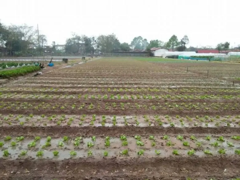 Vol.4 พืชผักแม่โจ้จัดเต็ม พร้อมโชว์ Organic Farm ในงานเกษตรแห่งชาติ’59