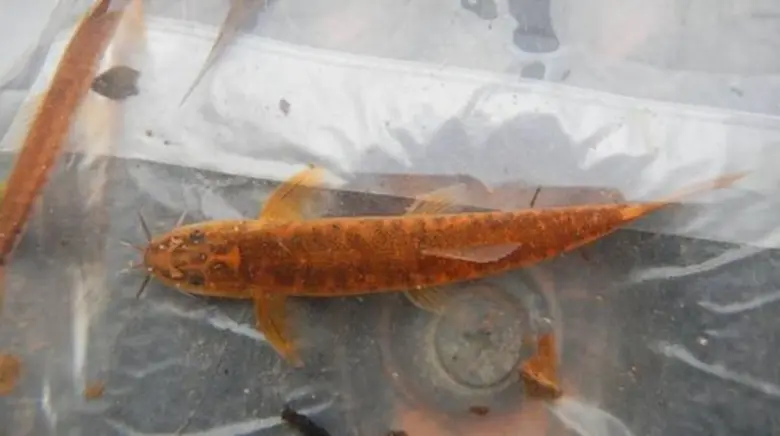 พบกับมหัศจรรย์สิ่งมีชีวิต พันธุ์ใหม่-น่าทึ่ง-หนึ่งเดียวในโลก ในงานวันเกษตรแห่งชาติ 2559 ณ มหาวิทยาลัยแม่โจ้