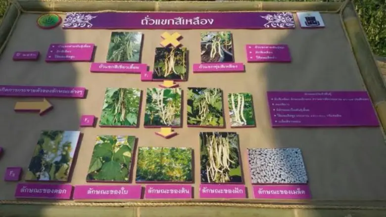 สมเด็จพระเทพรัตนราชสุดาฯ สยามบรมราชกุมารี ทรงพระราชทานชื่อพันธุ์พืชซึ่งปรับปรุงพันธุ์โดยทีมนักวิจัย ม.แม่โจ้