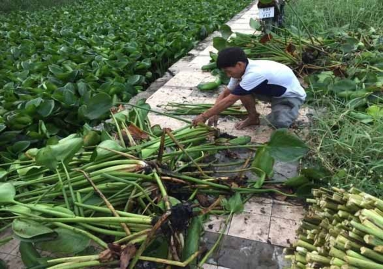 อาจารย์สาขาวิชาสิ่งทอและเครื่องนุ่งห่ม มทร.ธัญบุรี พัฒนาเส้นใยธรรมชาติ จากผักตบชวา