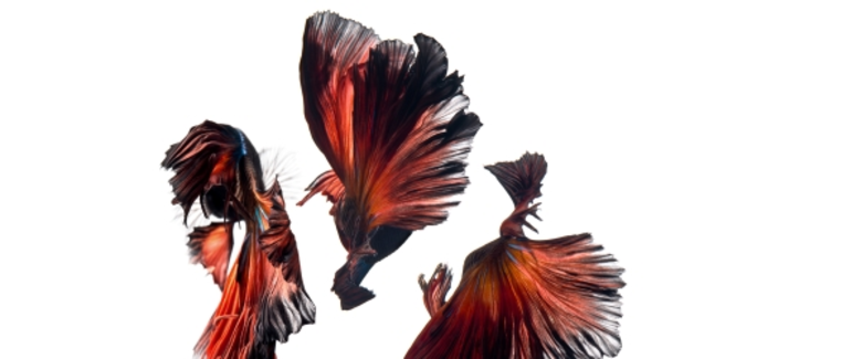 "เซ็นทรัล เอ็มบาสซี" ศูนย์การค้าสถาปัตยกร...