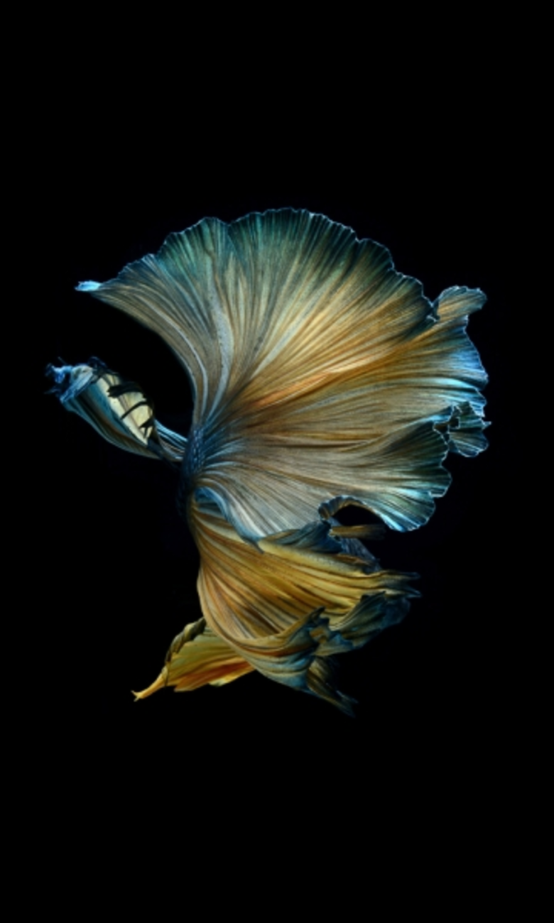 “เซ็นทรัล เอ็มบาสซี” จัดแสดงผลงานศิลปะภาพถ่าย “ปลากัด”สุดเอ็กซ์คลูซีฟ โดย “วิศรุต อังคทะวานิช” ช่างภาพไทยชื่อดังระดับโลก