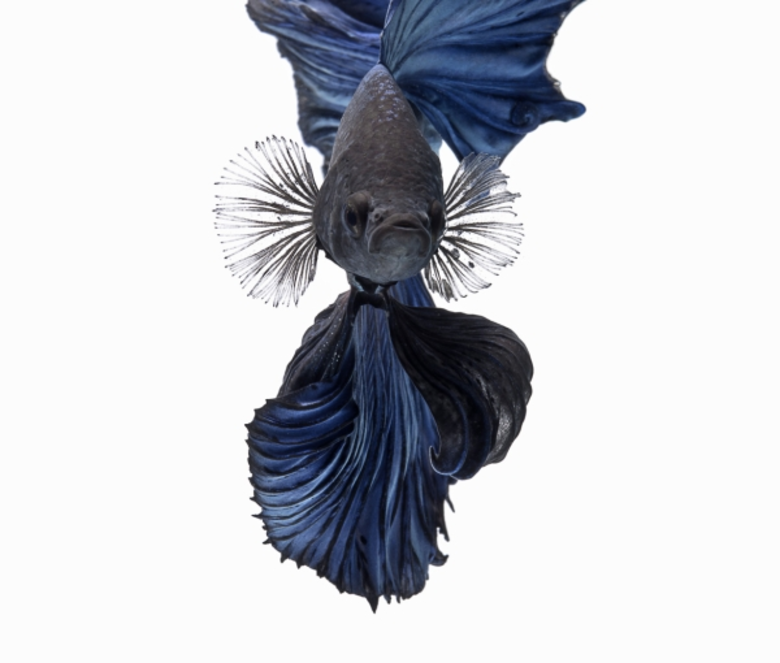 “เซ็นทรัล เอ็มบาสซี” จัดแสดงผลงานศิลปะภาพถ่าย “ปลากัด”สุดเอ็กซ์คลูซีฟ โดย “วิศรุต อังคทะวานิช” ช่างภาพไทยชื่อดังระดับโลก