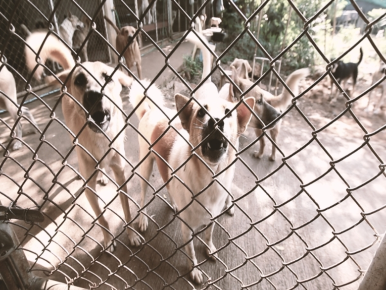 “สุนัข 1 ตัว รักเจ้าของได้ตลอดชีวิต แล้วคน 1 คนรักสุนัขสักตัวได้แค่ไหน?”สัมผัสความรักที่บริสุทธิ์…รักแท้ที่ซื่อสัตย์ เหนือคำบรรยาย “เรื่องจริงยิ่งต้องเล่า Fact Fiction” ตอน “หมา รักแท้ที่ถูกทิ้ง”