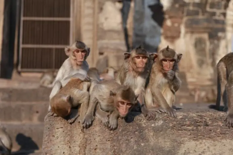 รู้ลึกวิถีชีวิต “ลิง”  กับ “เรื่องจริงยิ่งต้องเล่า”