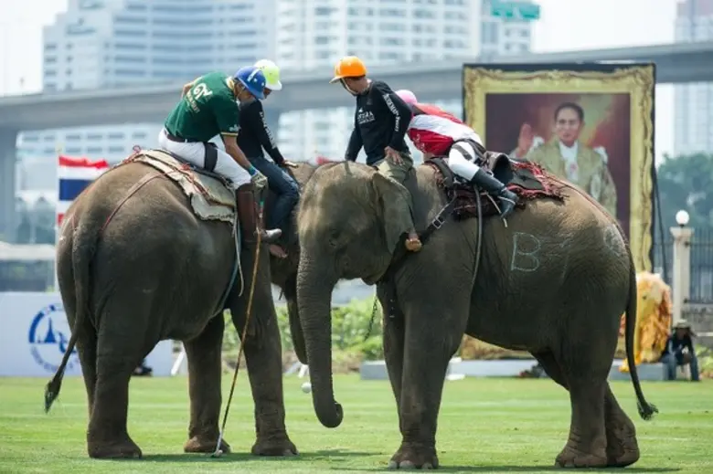 วันที่สองของการแข่งขันโปโลช้างชิงถ้วยพระร...