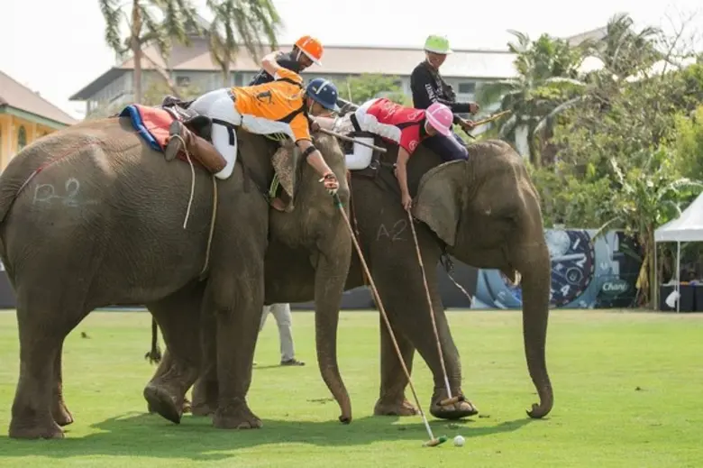 วันที่สามของการแข่งขันโปโลช้างชิงถ้วยพระร...