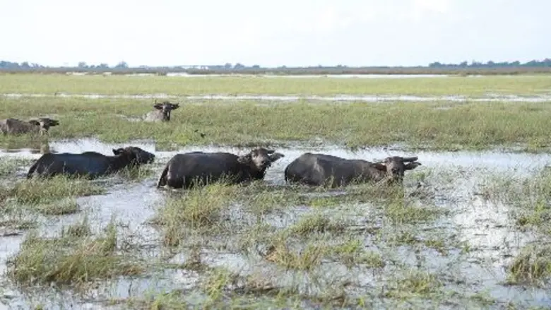 ทีวีไกด์: รายการ “เรื่องจริงยิ่งต้องเล่า Fact Fiction” ตอน “ควาย(น้ำ)” เสนอเรื่องแปลก…แต่จริง วิถีชีวิตของ “ควาย(น้ำ)” ที่เดียวในประเทศไทย