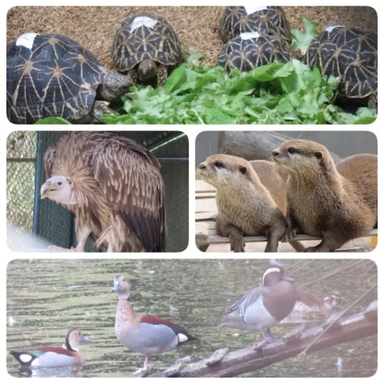 อาเซียนเว็นลีโอจัดอบรม WildScan เพิ่มช่องทางการประสานงานจับผู้ลักลอบค้าสัตว์ป่าและพืชป่า