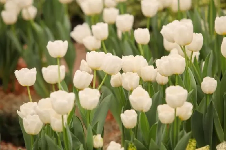 ปตท. เชิญเที่ยวไทยที่ระยอง ชมงาน “มหัศจรรย์ไม้เมืองหนาวครั้งที่ 6: ทิวลิปบานที่ระยอง”