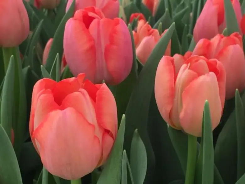 ปตท. เชิญเที่ยวไทยที่ระยอง ชมงาน “มหัศจรรย์ไม้เมืองหนาวครั้งที่ 6: ทิวลิปบานที่ระยอง”