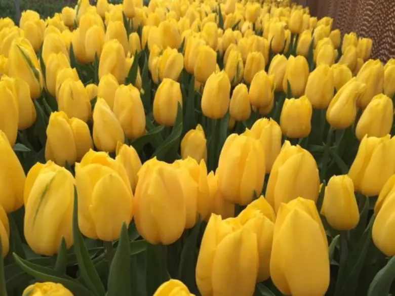 ปตท. เชิญเที่ยวไทยที่ระยอง ชมงาน “มหัศจรรย์ไม้เมืองหนาวครั้งที่ 6: ทิวลิปบานที่ระยอง”