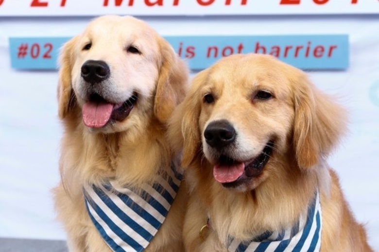 รวมพลจิตอาสาช่วยเหลือน้องหมา ในงาน The Circle Dog’s Day ตอน 2: Disability is not barrier