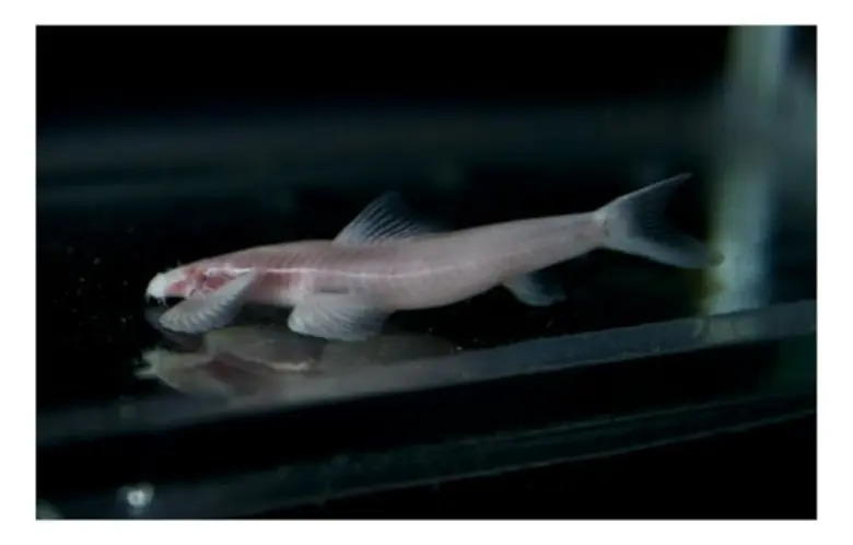 ค้นพบปลาในถ้ำลึก ที่มีกระดูกส่วนเชิงกราน คล้ายสัตว์บกชนิดเดียวในโลก