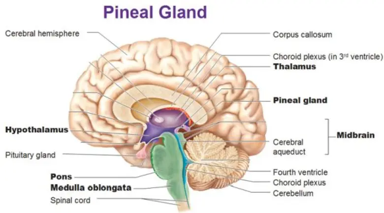เผยเคล็ดลับฝึกกระตุ้นการทำงานของต่อมไพเนียล ประตูพัฒนาศักยภาพภายใน เพื่อการเข้าถึงคลังปัญญาที่ยิ่งใหญ่