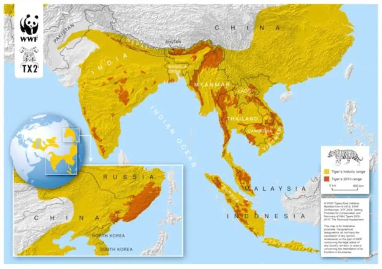 ตัวเลขของประชากรเสือโคร่งในธรรมชาติปัจจุบ...