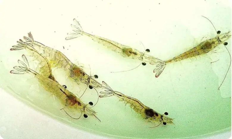 เกษตรกรผู้เลี้ยงกุ้งตอบรับลูกกุ้งอนุบาลปล...