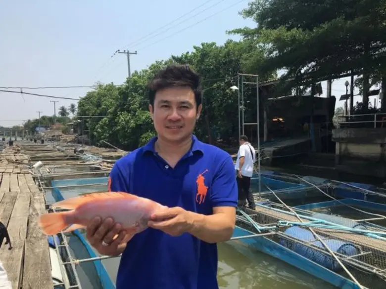 เกษตรกรยืนยันปลาทับทิมปลอดภัยจากสารตกค้าง เน้นการเลี้ยงสะอาด ลดเสี่ยงเป็นโรค