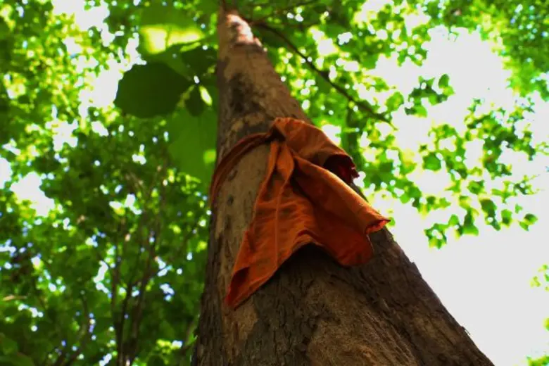 การถูกตั้งคำถามจากสังคมเรื่อง "ป่าไม้และส...