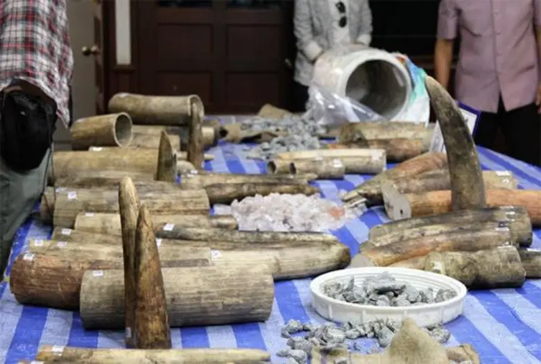 อีกก้าวสำเร็จของไทยกับการยึดงาช้างแอฟริกา