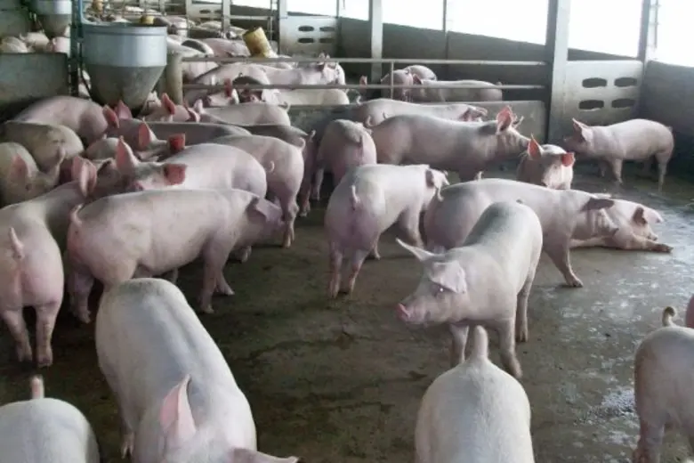 นายสัตวแพทย์ปราโมทย์ ตาฬวัฒน์ นายกสมาคมสั...