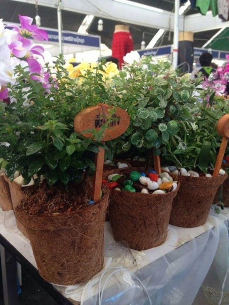 ธุรกิจรักษ์โลก เปลี่ยน”ใยมะพร้าว” เป็น”กระถางต้นไม้”