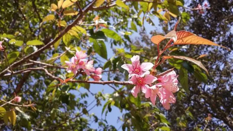 มหาวิทยาลัยนเรศวรศึกษาการเปลี่ยนแปลงของชุมชนชาวม้ง ณ บ้านใหม่ร่องกล้า นครไทย  ประกอบงานวิจัย “การจัดการชุมชนท่องเที่ยวภูลมโลและพื้นที่เชื่อมโยงอย่างยั่งยืน”