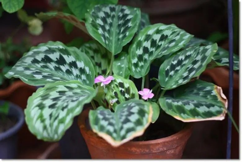 ม.แม่โจ้จัดประชุมเชิงปฏิบัติการ “กล้วยไม้ไทยพันธุ์แท้พระราชทาน..แนวทางการอนุรักษ์และการใช้ประโยชน์อย่างยั่งยืน”