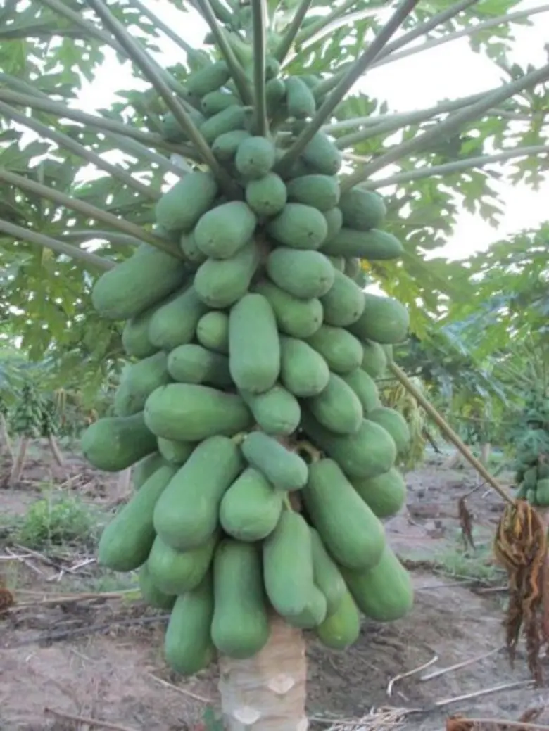 นักวิจัย มรภ.สงขลา พัฒนาผงหมักเนื้อนุ่มจากเปลือกมะละกอ