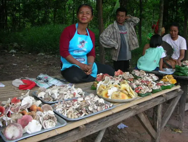 สคร.10 อุบลฯ เตือน ระวังอันตรายเห็ดพิษ