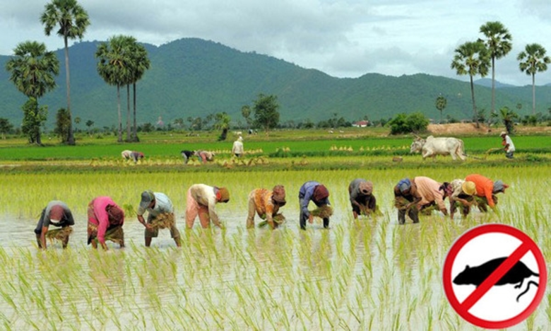 สคร.10 อุบลฯ เตือนเกษตรกร ผู้มีแผลที่เท้า...