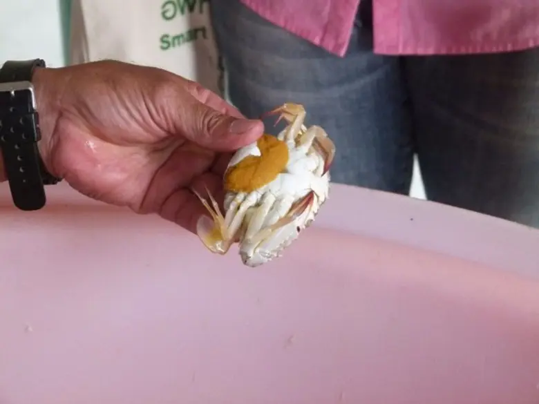 อพท. เปิด 9 พื้นที่เชื่อมโยงแหล่งท่องเที่ยวเมืองพัทยา โชว์กลุ่มประมงเทศบาลตำบลบางละมุงเส้นทางสัมผัสวิถีชุมชน