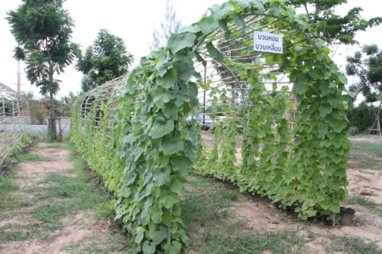 ก้าวสู่วิถีเกษตรอินทรีย์เต็มตัว ที่ อะลาคอมปาณย์ พัทยา  ปลูกผัก เลี้ยงไก่ เก็บผัก เก็บไข่ ปรุงแล้วเสิร์ฟ สดๆ ใหม่ๆ