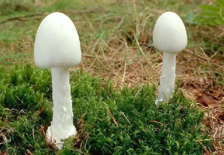 สสจ.นครพนม เตือนระวังเห็ดพิษ แนะวิธีเลี่ยง กินผิด.! มีฤทธิ์ถึงตาย