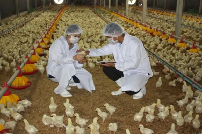 ซีพีเอฟแนะหลักการเลี้ยงไก่เนื้อโดยไม่ใช้ย...