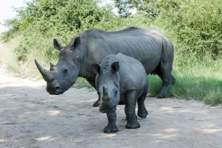 ไดเมนชั่น ดาต้า จับมือ ซิสโก้ ผุดโครงการพิทักษ์ชีวิต “แรด” ด้วยเทคโนโลยีติดตามตัวบุคคล รวมพลังทางเทคโนโลยีเชิงรุกเพื่อหยุดยั้งผู้ลักลอบเข้าเขตรักษาพันธุ์สัตว์ป่าแบบผิดกฎหมาย