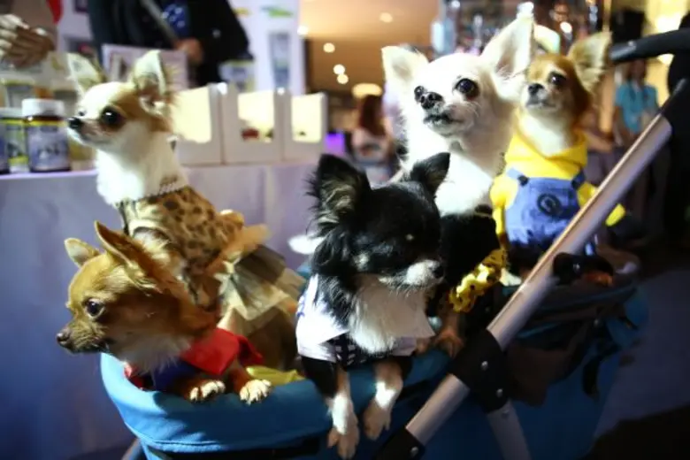 “อิมแพ็ค” ฉลอง 15 ปี จัดเต็มมหกรรมคนรักสุนัขอันดับ 1 ของเมืองไทย“สมาร์ทฮาร์ท พรีเซนต์ ไทยแลนด์อินเตอร์เนชั่นแนล ด็อกโชว์ 2016”