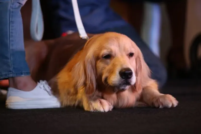 “อิมแพ็ค” ฉลอง 15 ปี จัดเต็มมหกรรมคนรักสุนัขอันดับ 1 ของเมืองไทย“สมาร์ทฮาร์ท พรีเซนต์ ไทยแลนด์อินเตอร์เนชั่นแนล ด็อกโชว์ 2016”