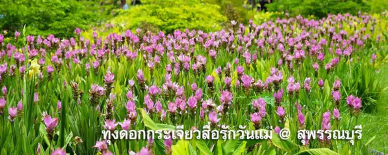 ขอเชิญเที่ยวงานทุ่งดอกกระเจียวสื่อรักวันแม่ วันที่ ...